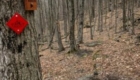 a tree with trail sign markers on the left, with a green mountain bike leaning against it with a trail in front of it. The trail signs say "Halloween Tree" and "to Mansion". A red BATS logo trail marker diamond is below the signs